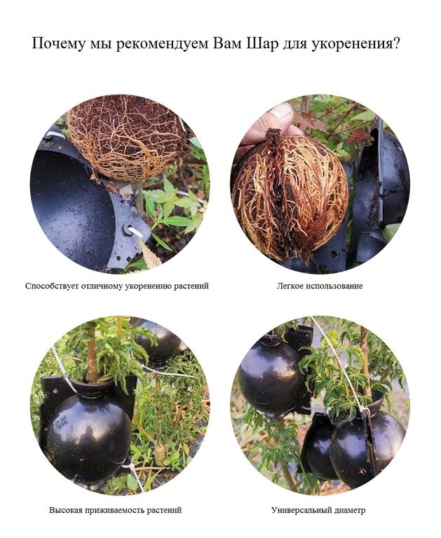 Шар для укоренения растений Grafting Ball - фотография № 5