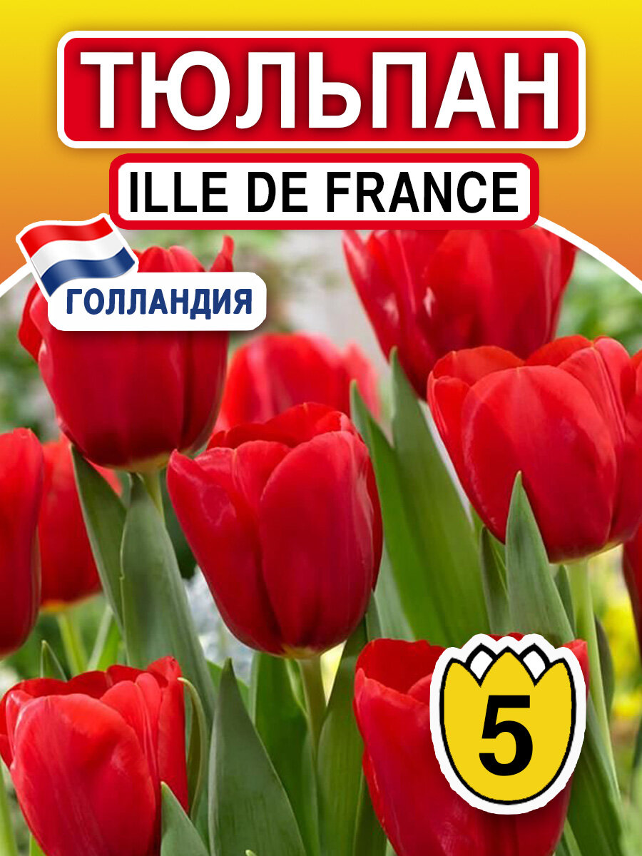 Луковичные цветы Тюльпан Ile de France 5 шт многолетние луковичные растения - фотография № 1