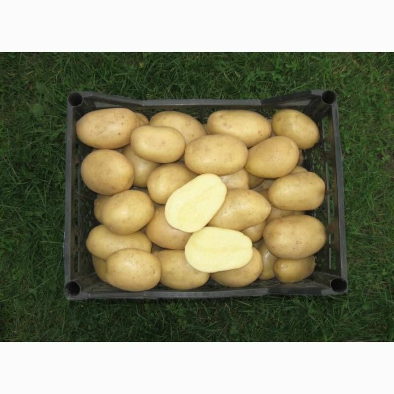 Семенной селекционный картофель Аризона Суперэлита 4 кг - фотография № 2