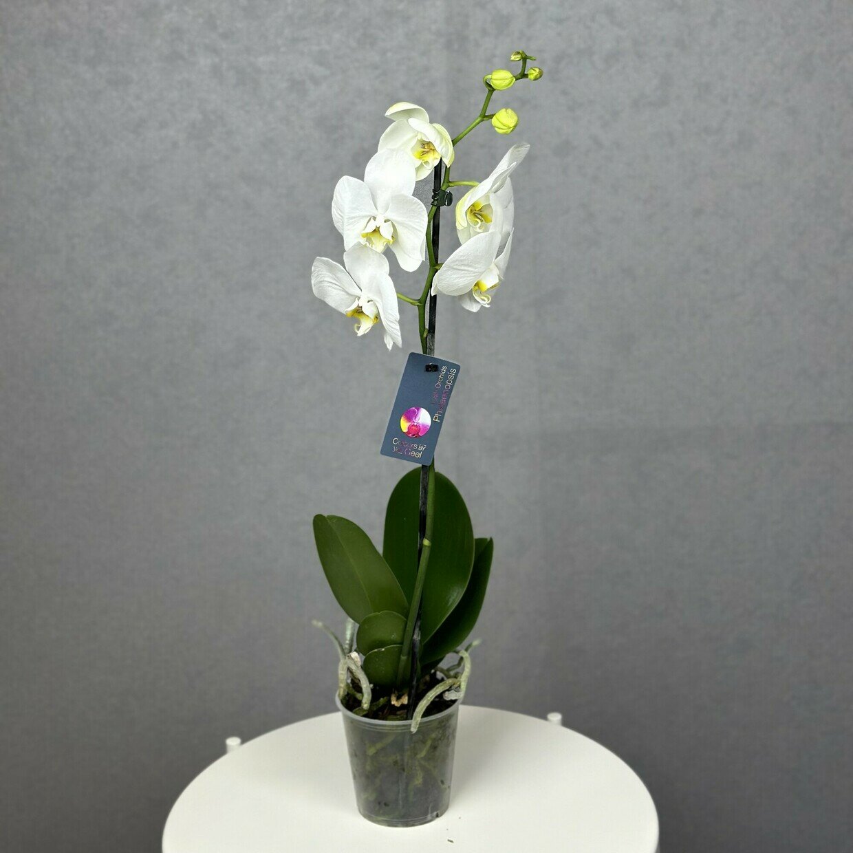 Орхидея (Фаленопсис), комнатное растение живое, цветок в горшке, высота 40-50 см, дм 12 Sharmonic Fleur