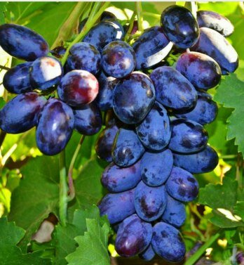 Виноград плодовый Фурор (2 года ЗКС)
