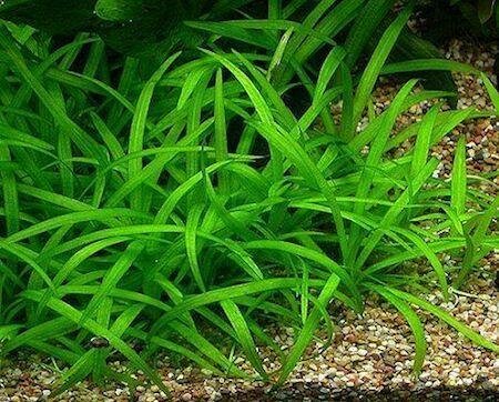 Аквариумное растение Сагиттария субулата