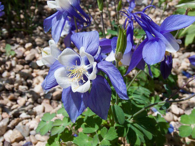 Аквилегия (Водосбор) голубая Spring Magic Blue and White Саженцы С1 (1 литр) ЗКС - Цветы многолетние