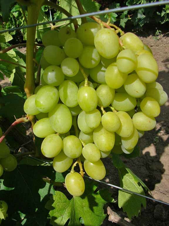 Виноград плодовый Аркадия (Настя) 2-3 года C3 ЗКС
