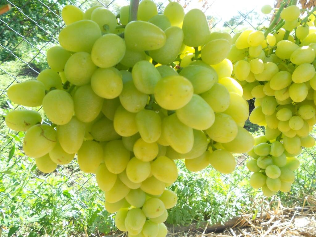 Виноград плодовый Аркадия (2 года ЗКС)