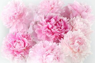 Фотообои "Розовые пионы" на флизелиновой основе с виниловым покрытием. Арт.29075