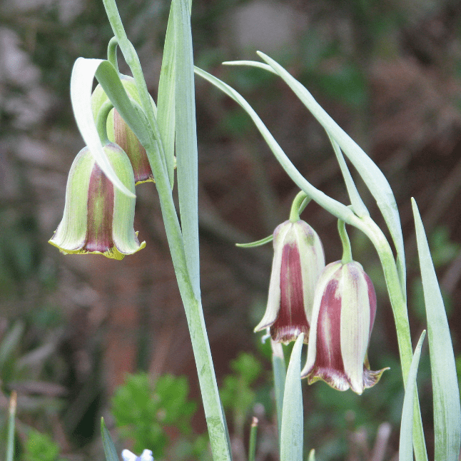 Фритиллярия Акмопетала (3 луковицы). Holland Bulbs (Голландия).