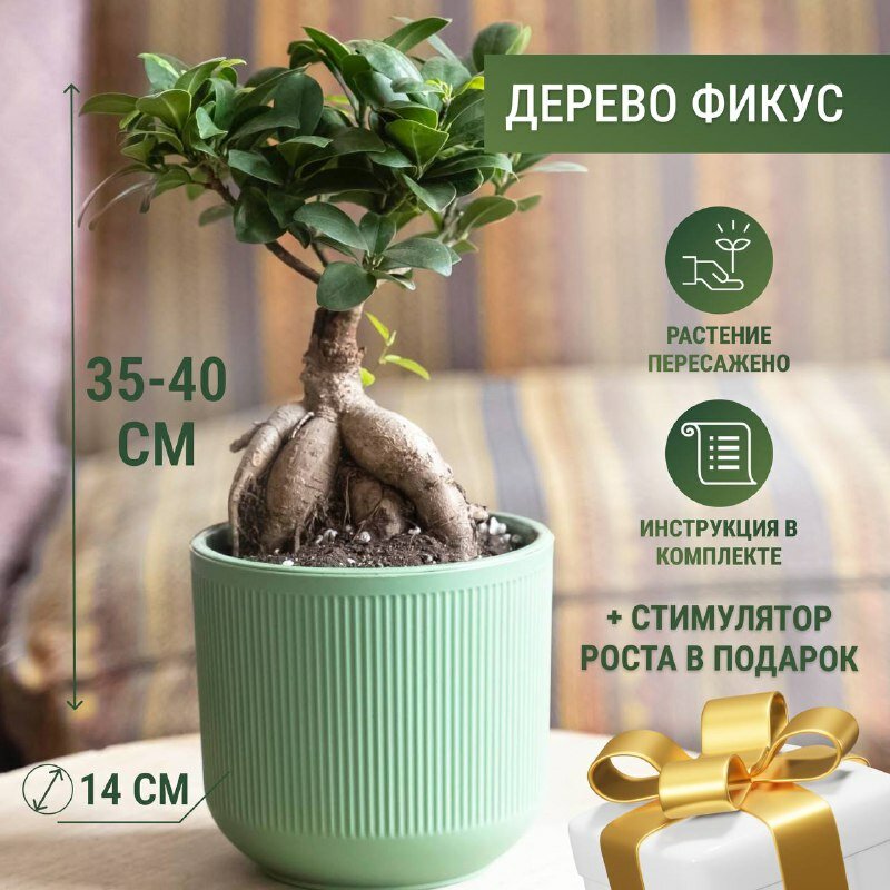 Фикус микрокарпа бонсай