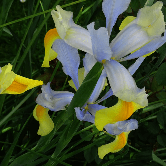 Ирис Симфония (5 луковиц). Holland Bulbs (Голландия).