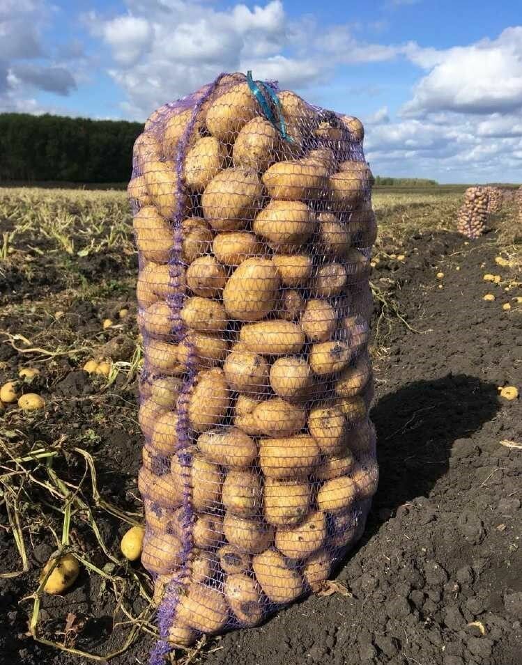 Семенной селекционный картофель Аризона Суперэлита 4 кг - фотография № 4