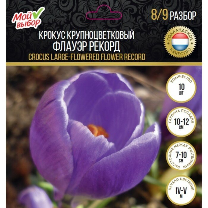 Мой выбор Крокус крупноцветковый Флауэр Рекорд, р-р 7/8, 7 шт - фотография № 1