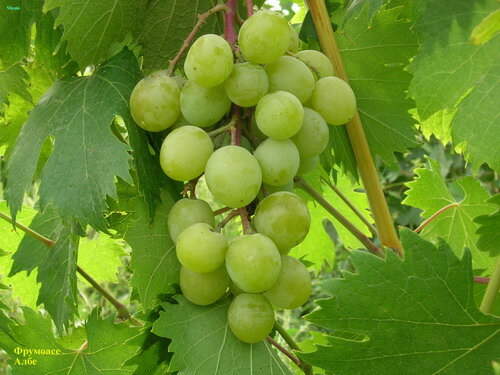 Виноград плодовый Фрумоаса Албэ (2 года ЗКС)