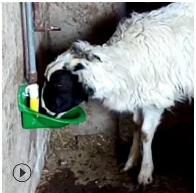 Чашечная поилка автопоилка для овец коз баранов МРС скота сельскохозяйственных животных ягнят козлят - фотография № 7
