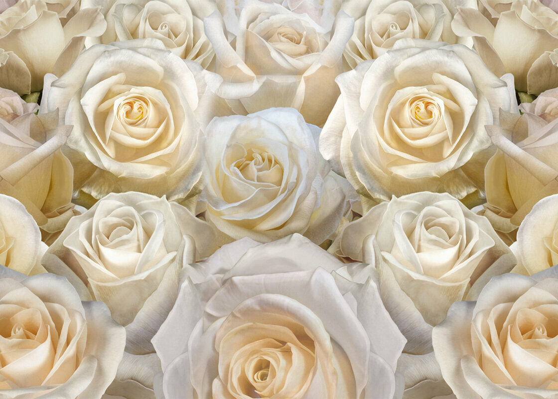 Моющиеся виниловые фотообои GrandPiK Белые розы 200х145 см