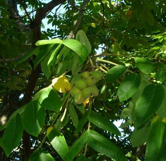 Орех Зибольда Саженцы С2 (2 литра) ЗКС - Деревья лиственные