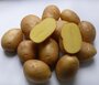 Картофель семенной Импала ( 2 кг в сетке 28-55 мм, элита )