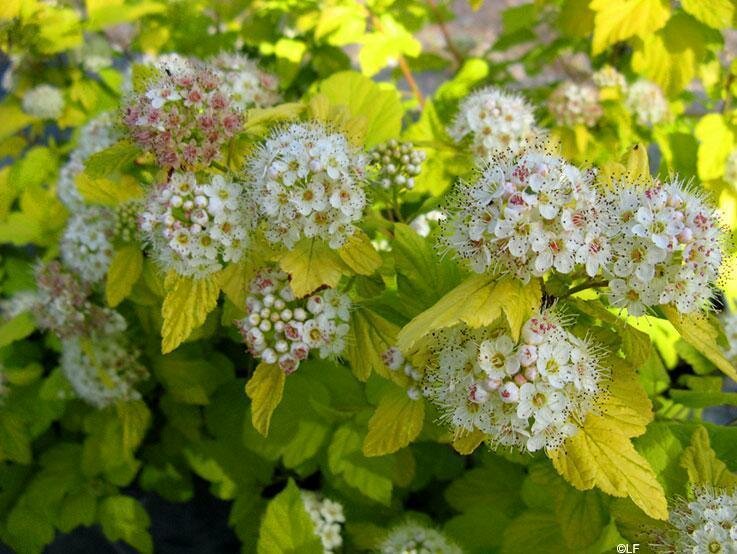 Пузыреплодник калинолистный (Physocarpus opulifolius Nugget C3 20-40)