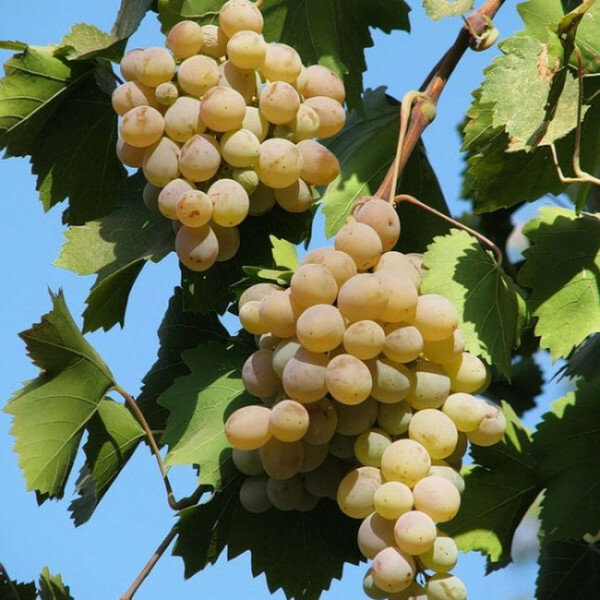 Саженец виноград плодовый Бианка С1 Н37 Agrovida - фото №1