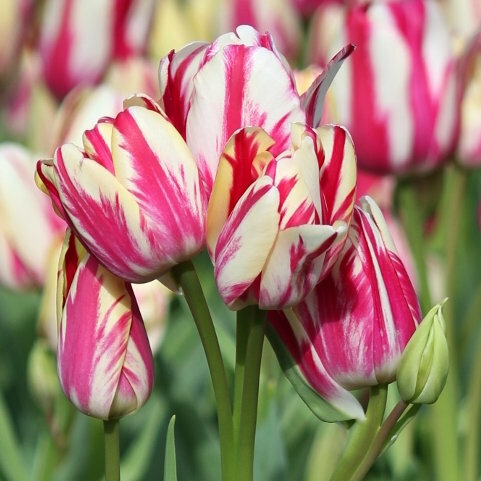 Тюльпан Многоцветный Флейминг Клаб (Tulipa) - набор из 10 штук Луковицы/Разбор 10/12/Открытая (ОКС)