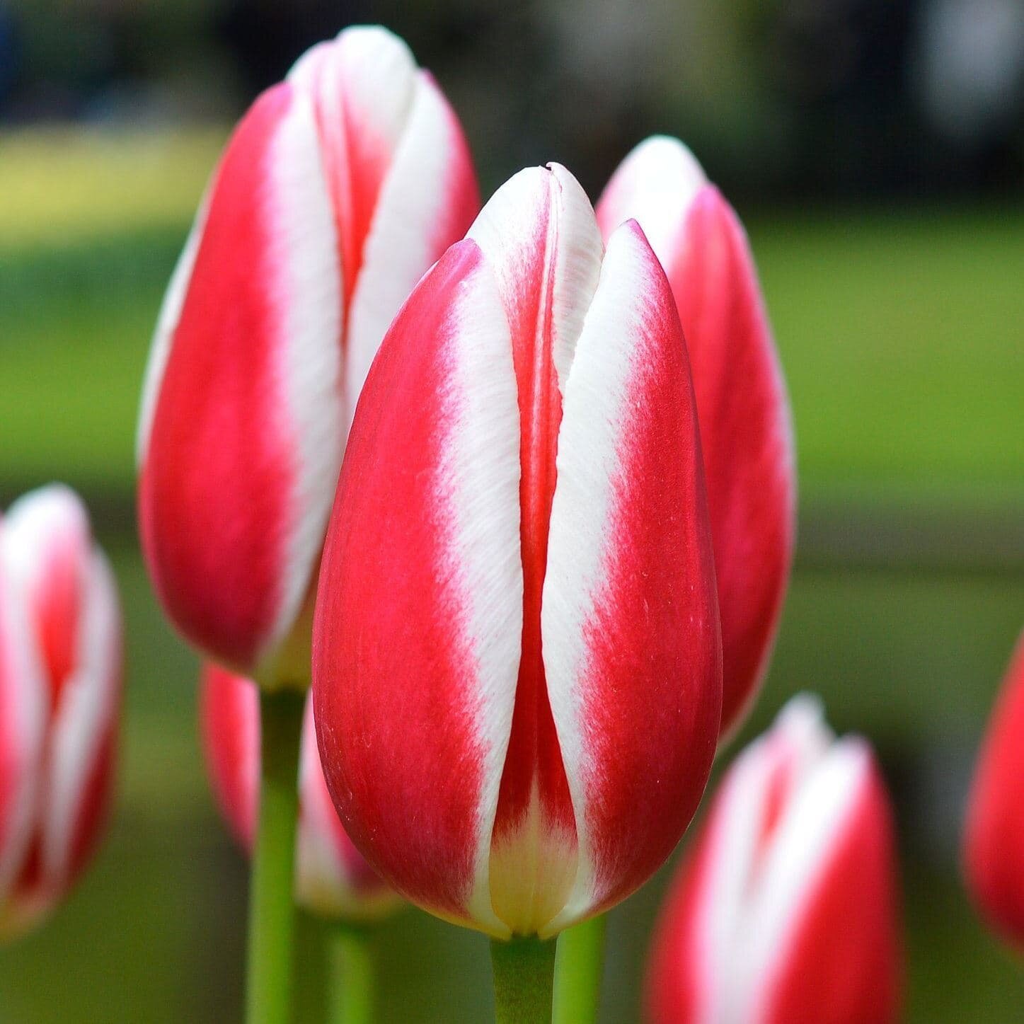 Тюльпан Кэнди Эппл Делайт (3 луковицы). Holland Bulbs (Голландия). - фотография № 1