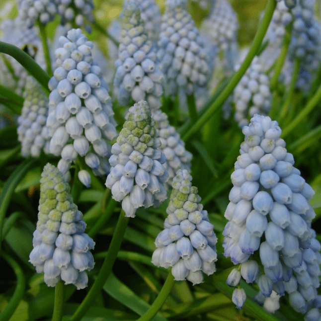 Мускари Валери Финнис (5 луковиц). Holland Bulbs (Голландия).