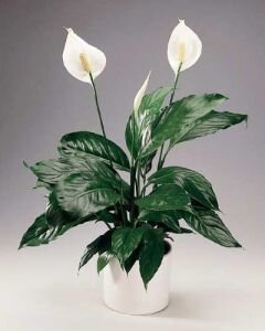 Цветок Спатифиллум (40 см)