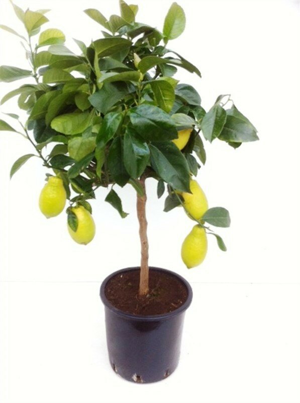 Цитрофортунелла цитрус лимон (Цитрофортунелла Лимонное Дерево на решетке)