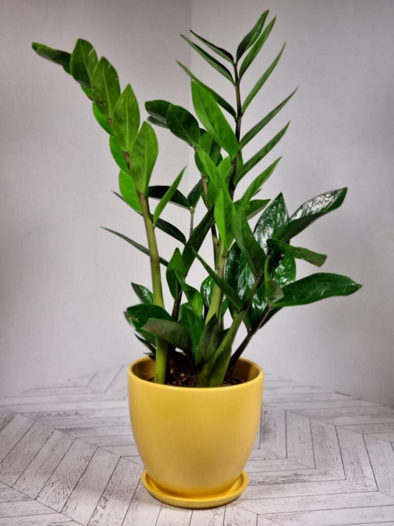 Замиокулькас (долларовое дерево) в желтом керамическом горшке с поддоном пересаженный D15. Комнатное растение для дома.