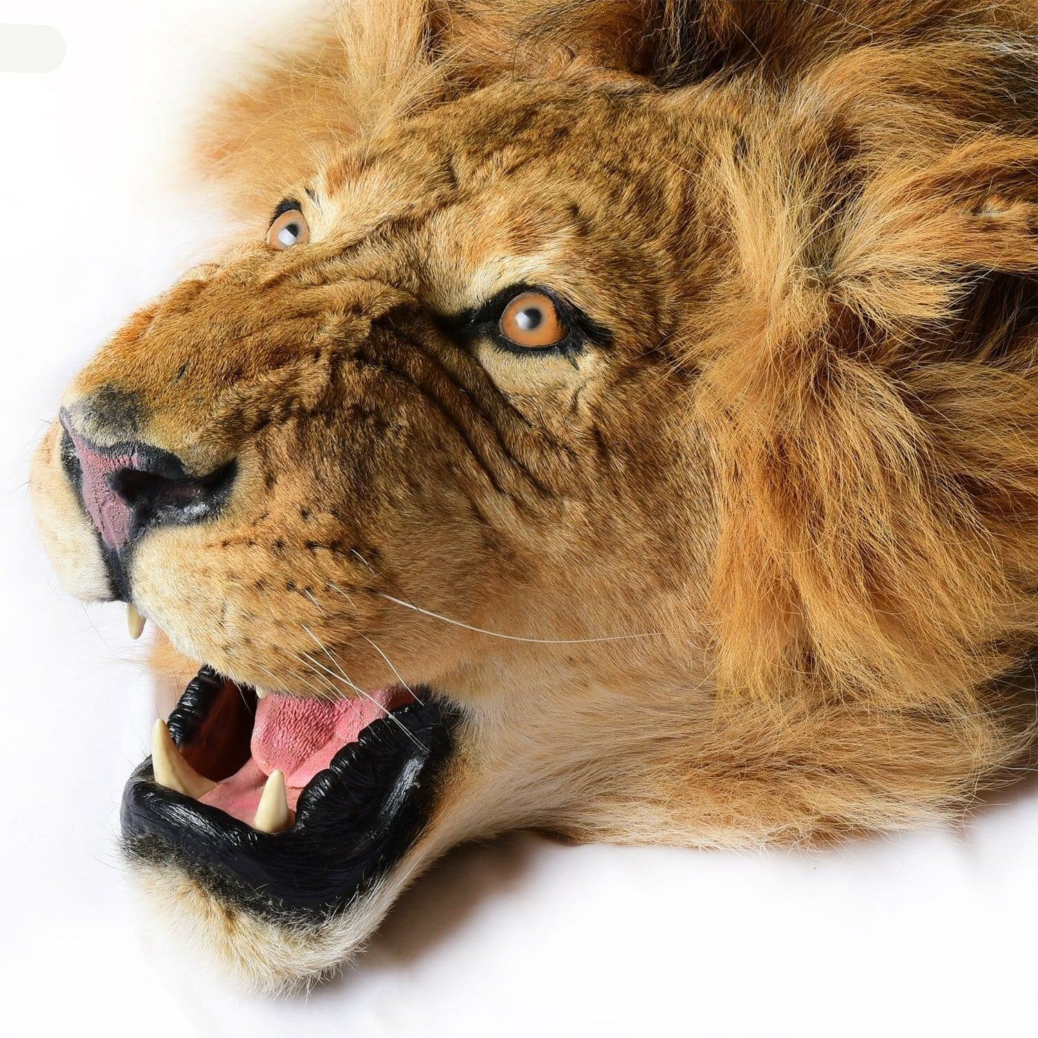 Шкура льва на подкладке - фотография № 2