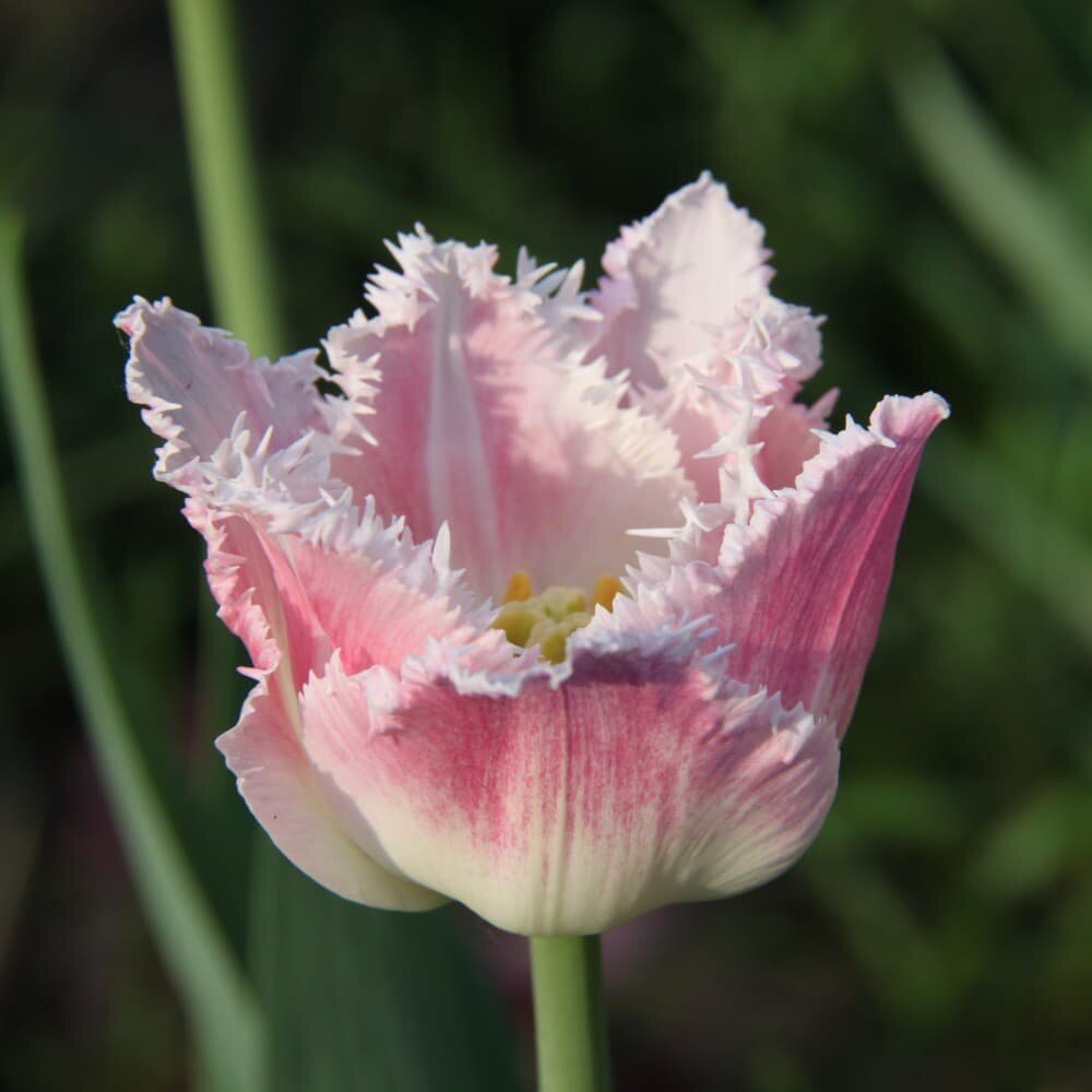 Тюльпан Даллас (3 луковицы). Holland Bulbs (Голландия)