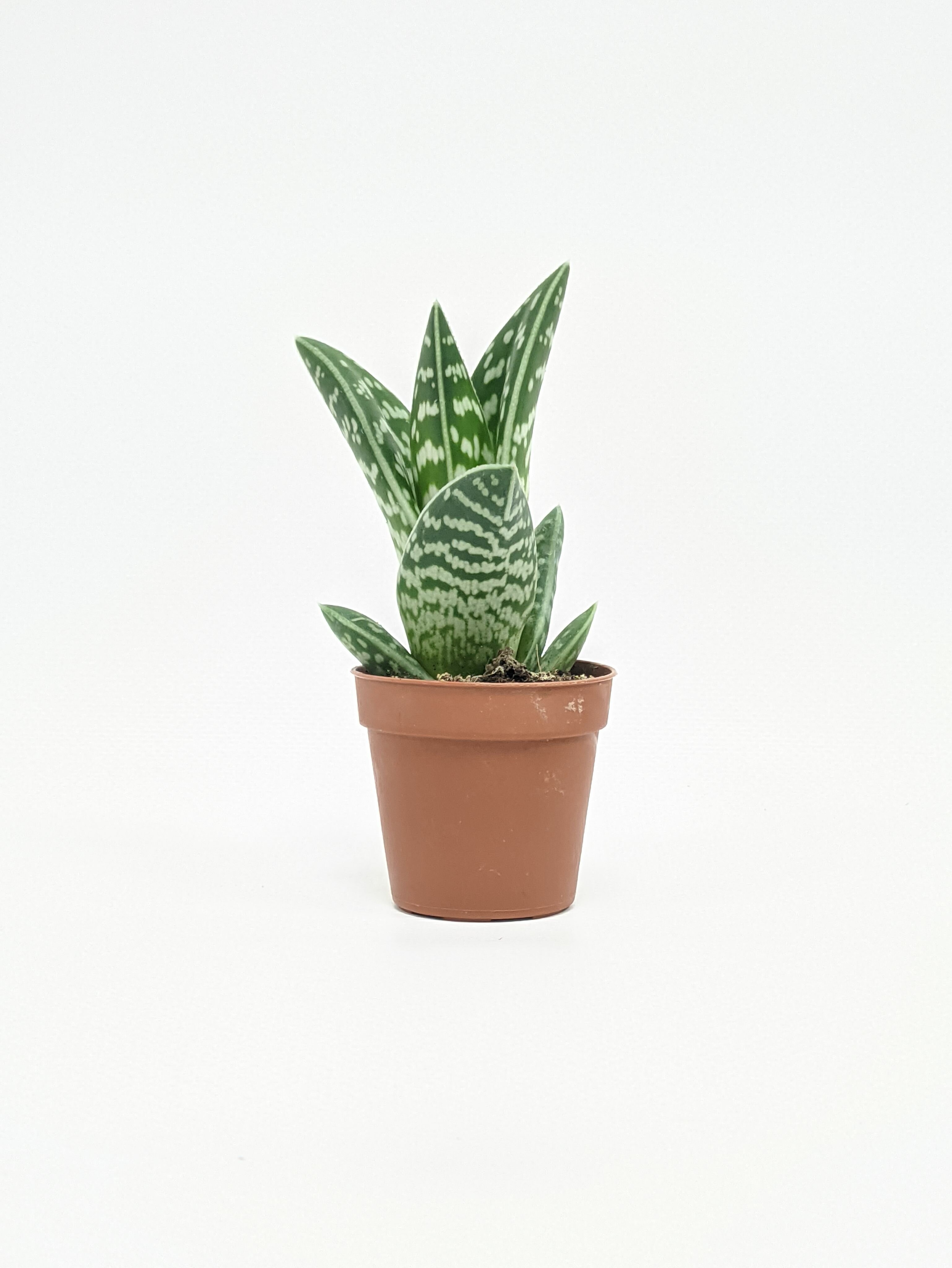 Алоэ пестрое или тигровое (лат. Aloe variegata)