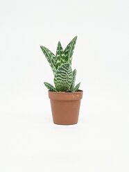 Алоэ Вариегата пестрое или тигровое / Aloe Variegata / диаметр горшка 5см, высота растения 10-12см