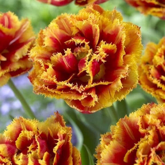 Holland Bulbs Тюльпан Криспион Бьюти