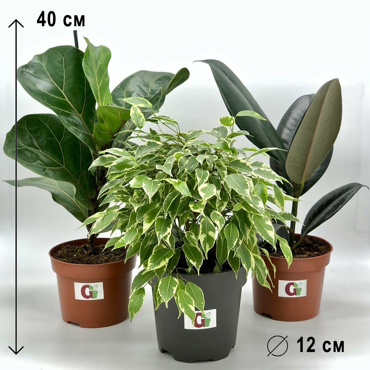 Набор 3 растения Фикусы : Лирата Бамбино Эластика  Бенджамина Кинки высота 20-30 см