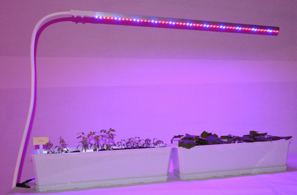 «Маранта 60см». Лампа светодиодная для выращивания растений в домашних условиях - фотография № 10