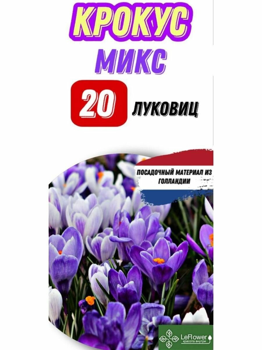 Крокус микс 20 луковиц, Голландия, разбор 10+