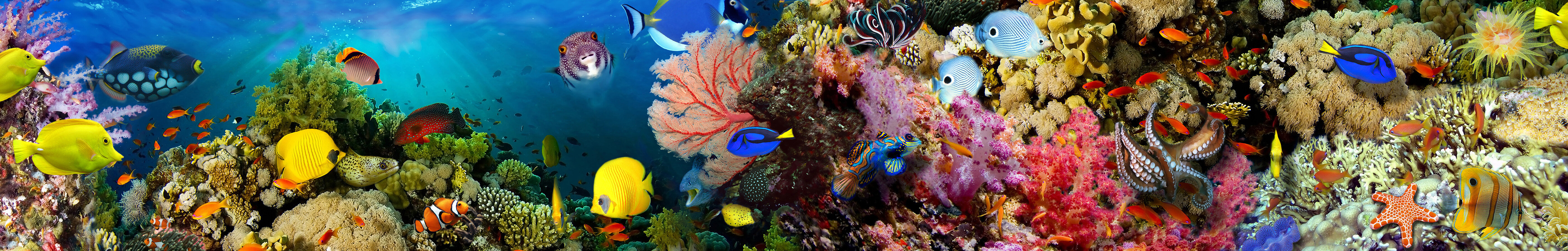 Фотообои Уютная стена "Панорама кораллового рифа" 1690х270 см Бесшовные Премиум (единым полотном) - фотография № 1
