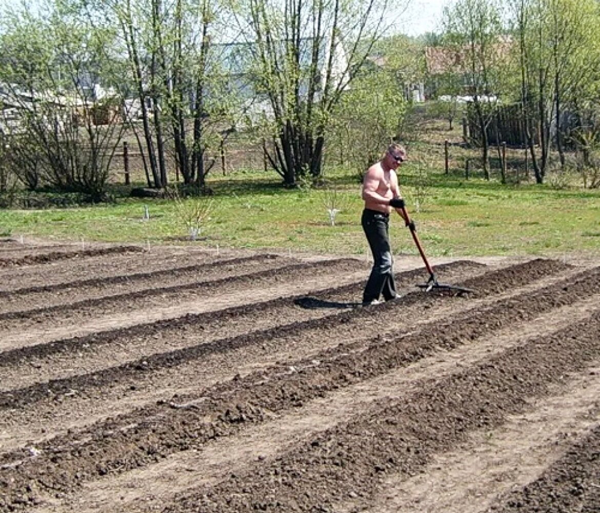 Грабли витые 12-зубые без черенка- 2 шт. - фотография № 3