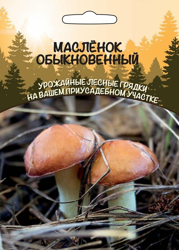 грибы Масленок Обыкновенный (Урал. Дачник)