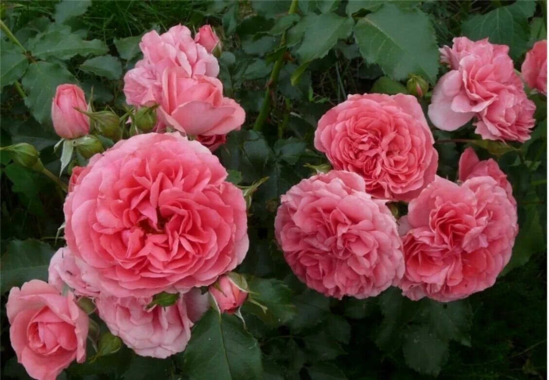 Роза плетистая Rosarium Uetersen (Розариум Ютерзен)