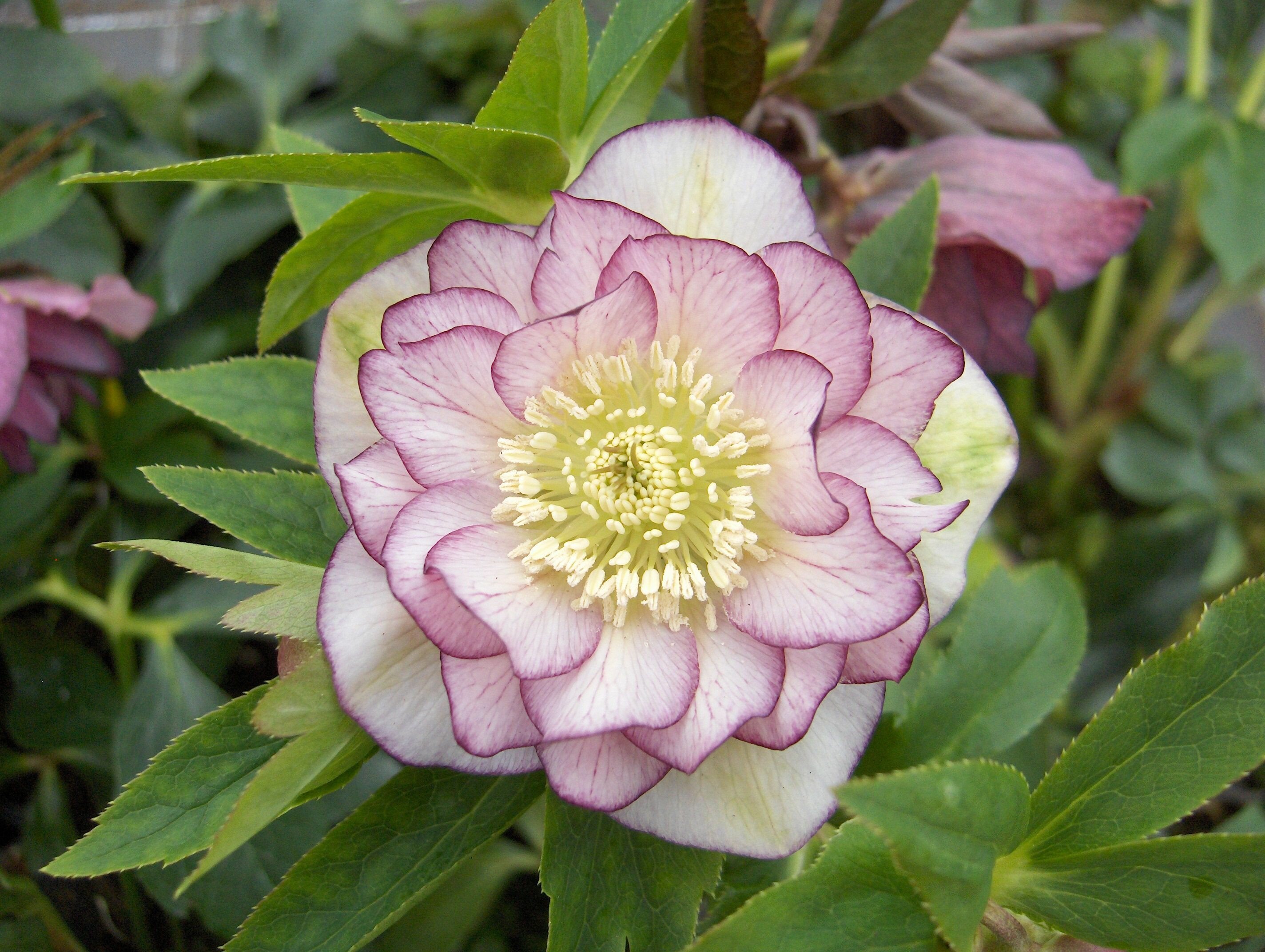 Морозник восточный Дабл Эллен Пикоти (Helleborus orientalis Double Ellen Picotee) саженцы