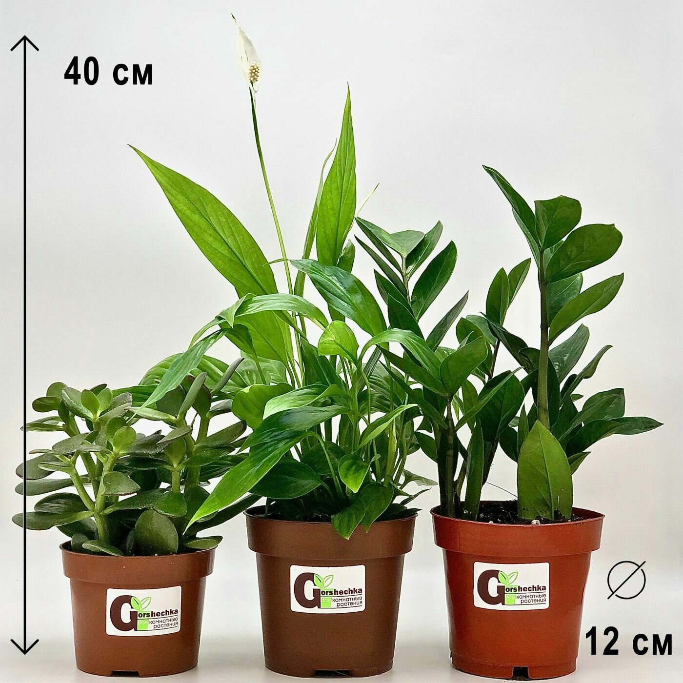 Набор 3 растения: Крассула Овата Спатифиллум Замиокулькас высота 20-35см