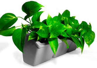 Фитомодуль Boxsand-3 (50х18 см) вместимость 3 растения, цвет серый