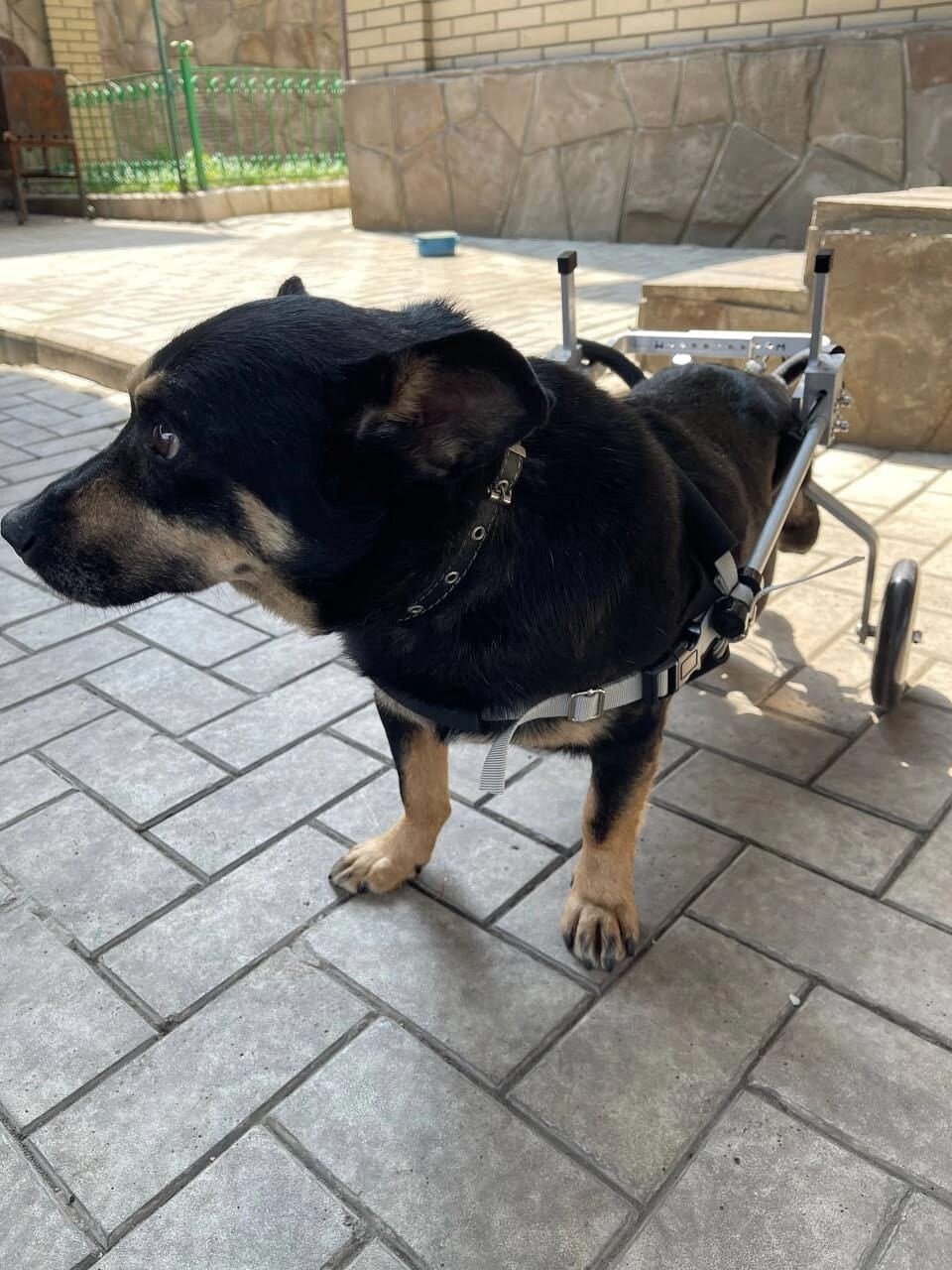 Инвалидная коляска для собак для задних лап. Размер 3. Поддержка для собак.