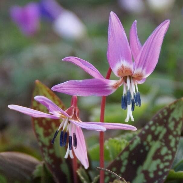 Holland Bulbs Кандык Денис Канис (1 луковица)