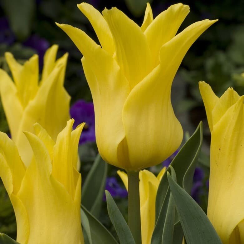 Тюльпан Баллада Голд (3 луковицы). Holland Bulbs (Голландия). - фотография № 3