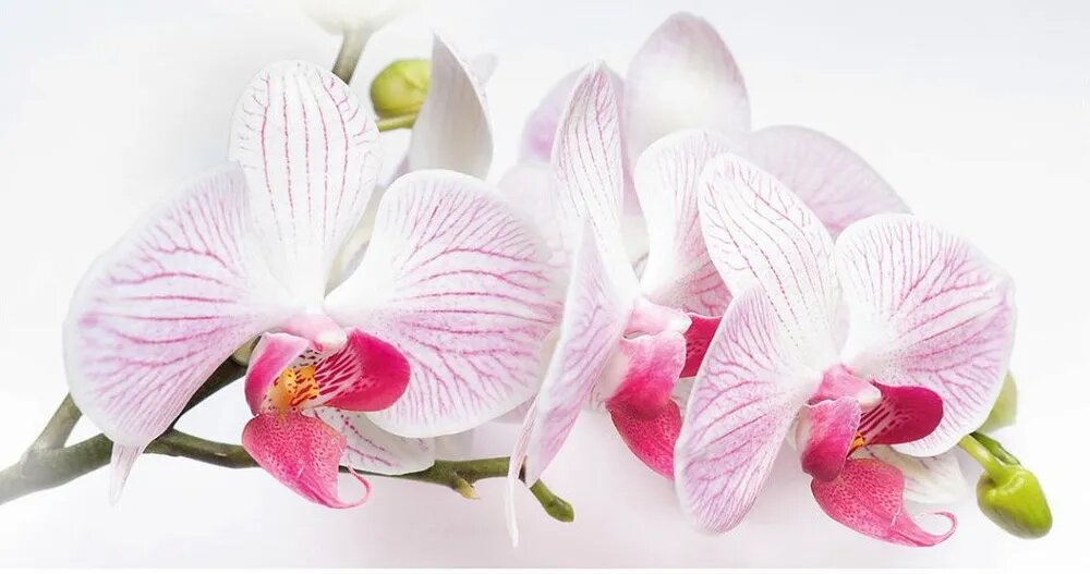 фото Фотообои OVK Design флизелиновые 230092 2.5*1.3 1полотно