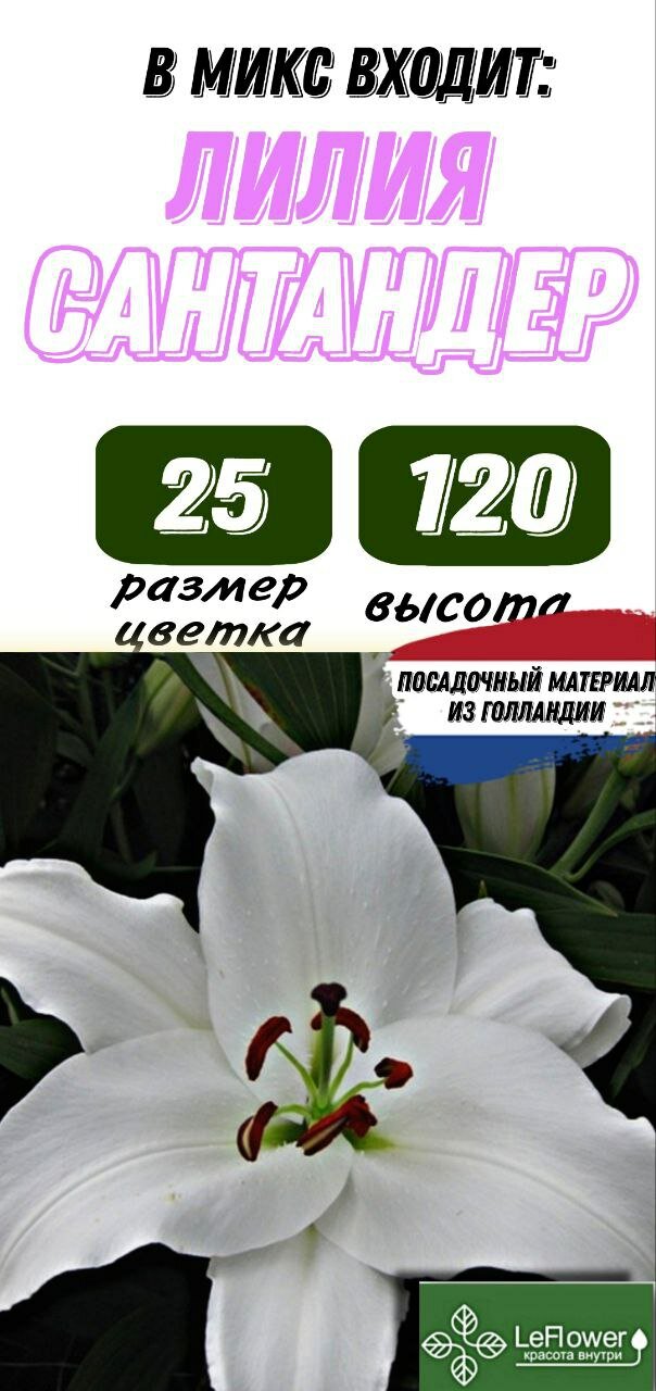 Лилия Луковица Сантандер 3 шт (LeFlower)