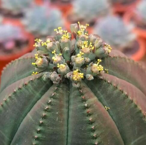 Молочай тучный (Euphorbia obesa) D85см