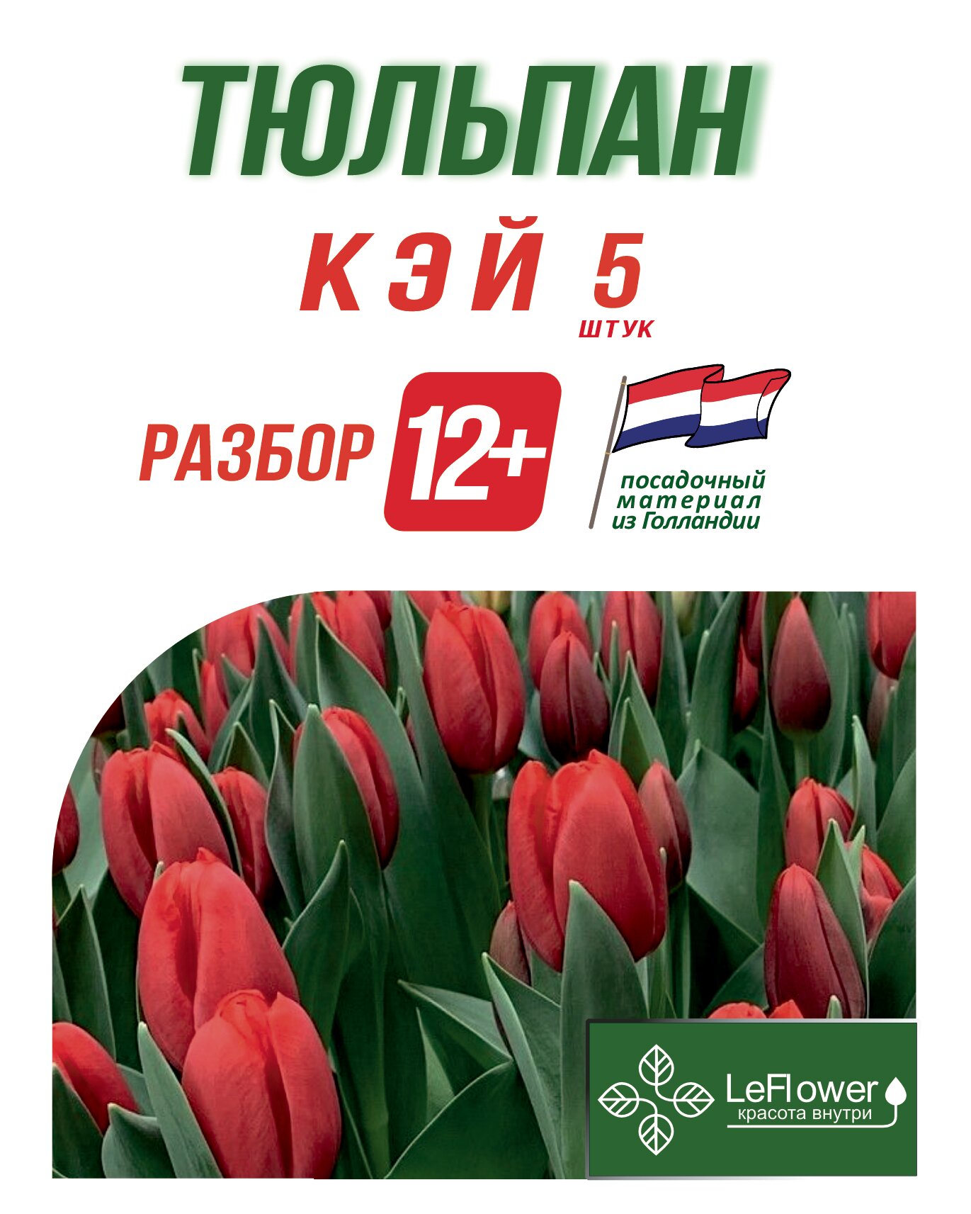 Тюльпан Луковица, Кэй 5 шт, разбор 12+ (LeFlower) - фотография № 1